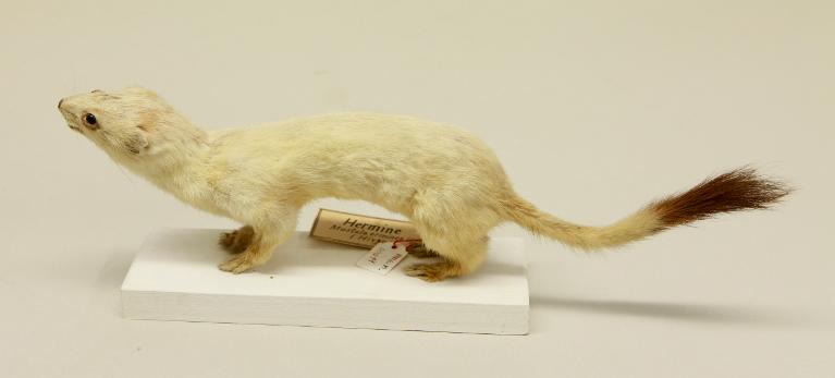 animal naturalisé : mammifère : Hermine