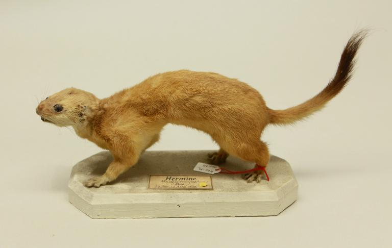 animal naturalisé : mammifère : Hermine