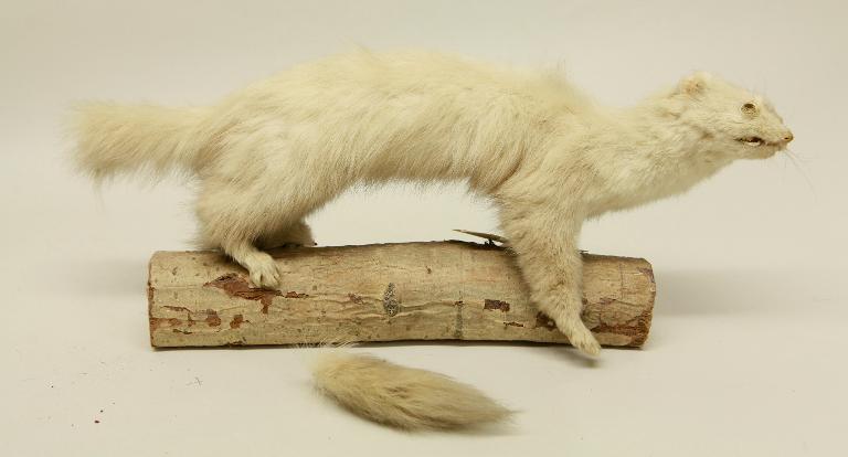 animal naturalisé : mammifère : Fouine