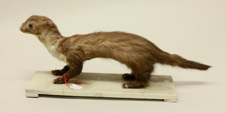 animal naturalisé : mammifère : Fouine