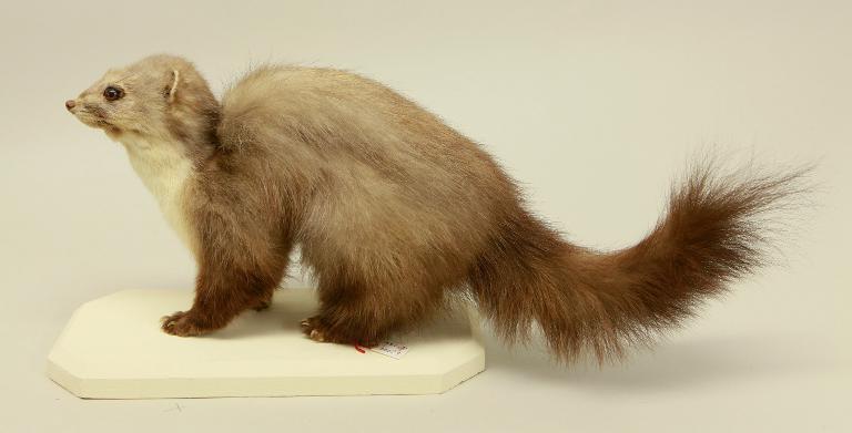 animal naturalisé : mammifère : Fouine