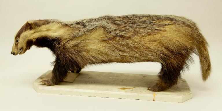 animal naturalisé : mammifère : Blaireau d'Europe