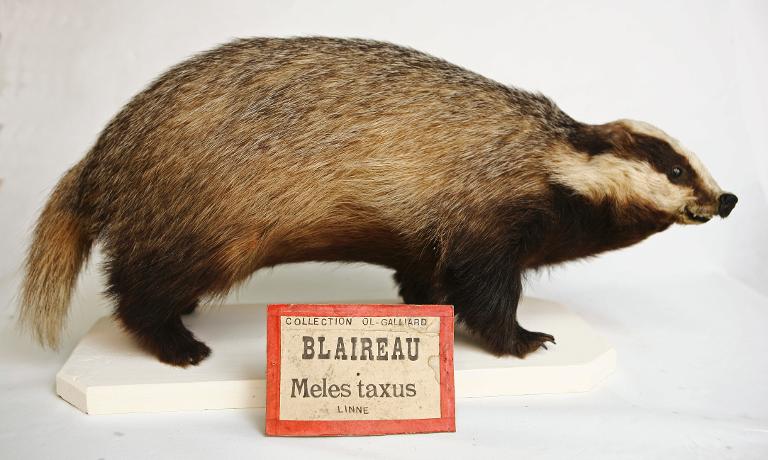 animal naturalisé : mammifère : Blaireau européen