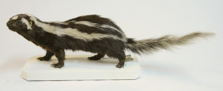 animal naturalisé : mammifère : Zorille commun