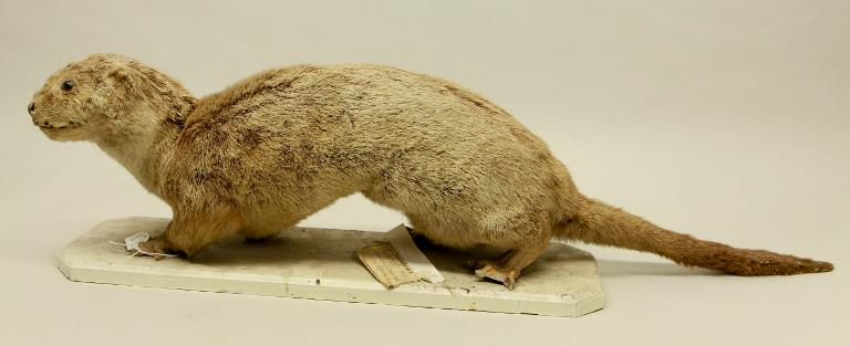 animal naturalisé : mammifère : Loutre d'Europe