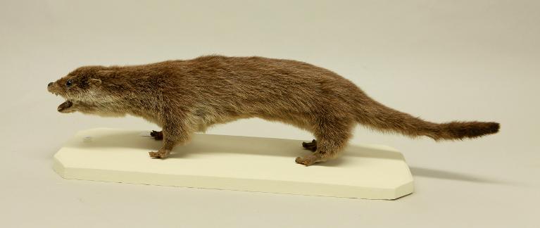 animal naturalisé : mammifère : Loutre d'Europe