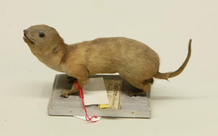 animal naturalisé : mammifère : Fouine