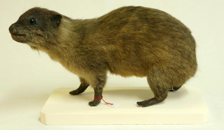 animal naturalisé : mammifère : Daman de rocher