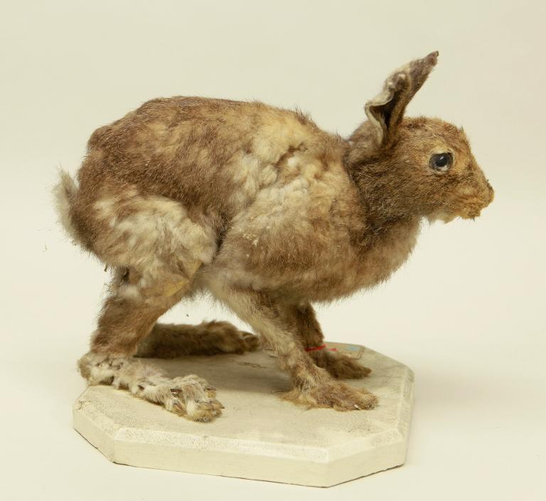 animal naturalisé : mammifère : Lièvre variable
