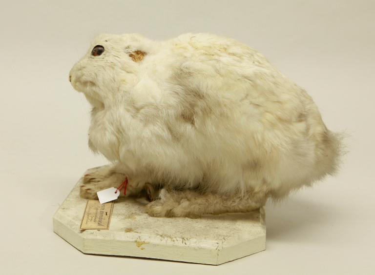 animal naturalisé : mammifère : Lièvre variable