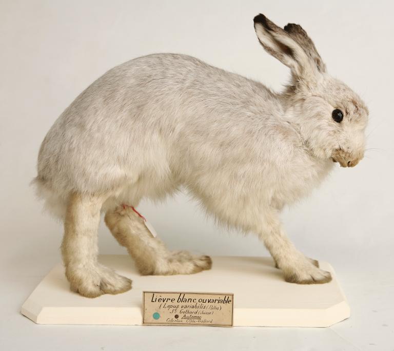 animal naturalisé : mammifère : Lièvre variable
