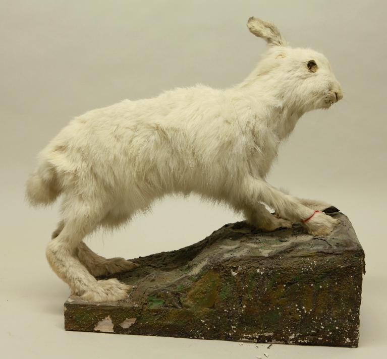 animal naturalisé : mammifère : Lièvre variable