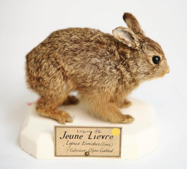 animal naturalisé : mammifère : Lièvre variable