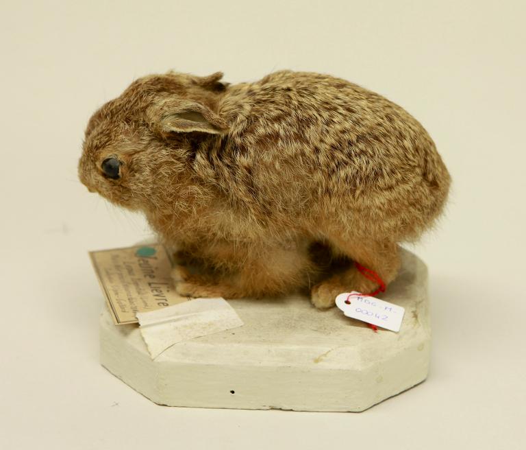 animal naturalisé : mammifère : Lièvre variable
