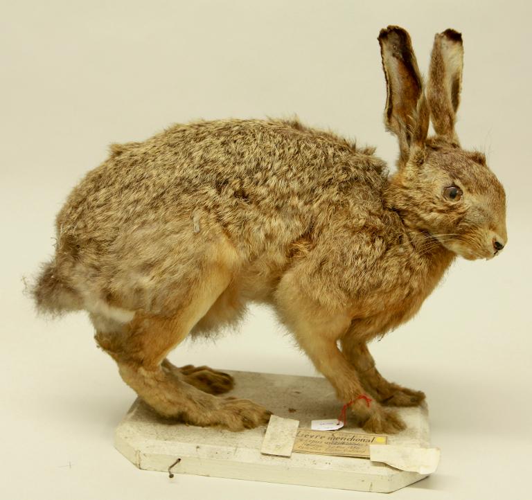animal naturalisé : mammifère : Lièvre d'Europe