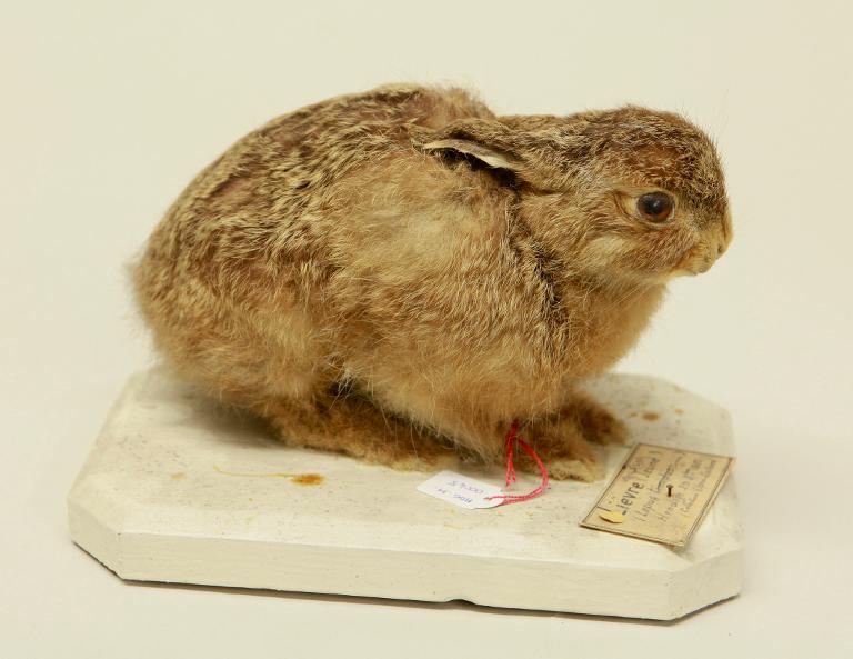 animal naturalisé : mammifère : Lièvre d'Europe