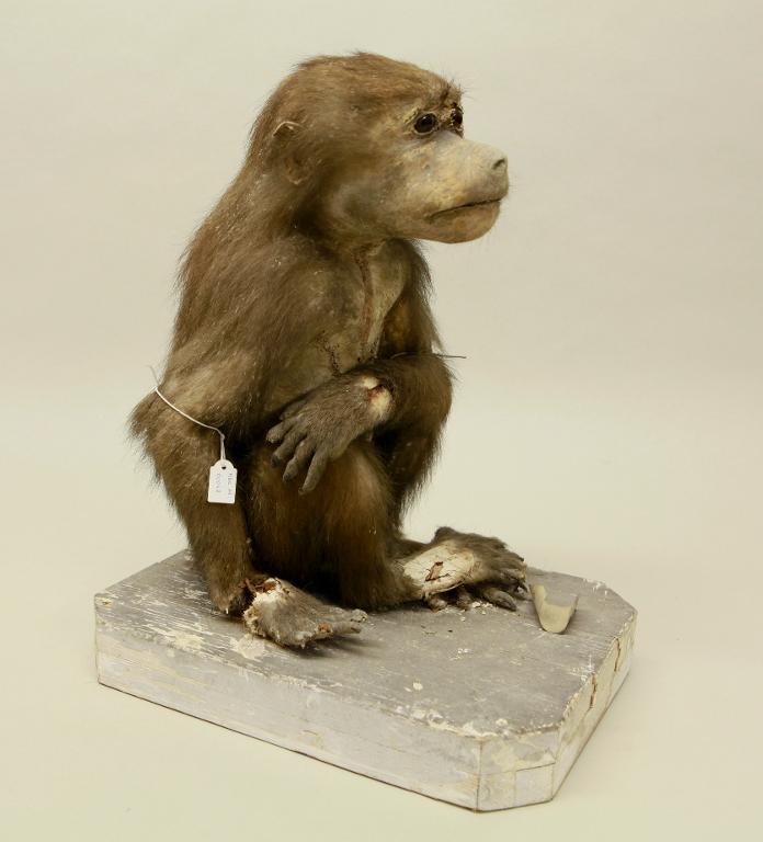 animal naturalisé : mammifère : Hamadryas