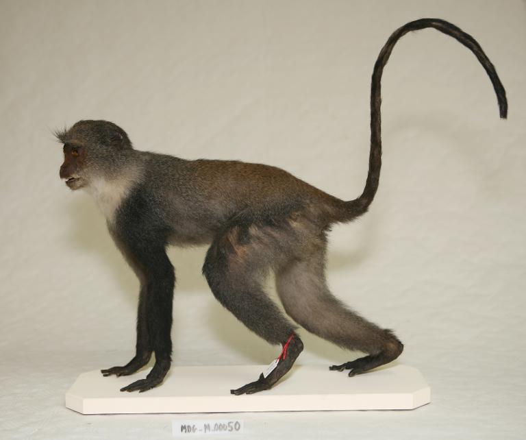 animal naturalisé : mammifère : Cercopithèque de l'hoest