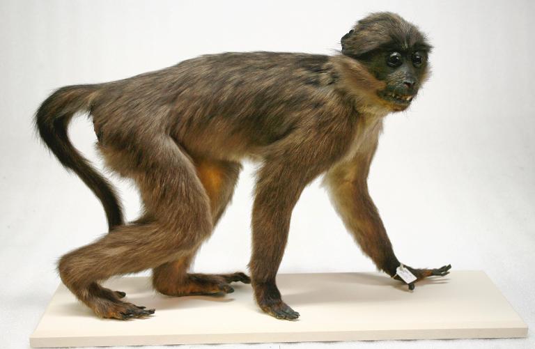 animal naturalisé : mammifère : Lophocèbe à joues grises