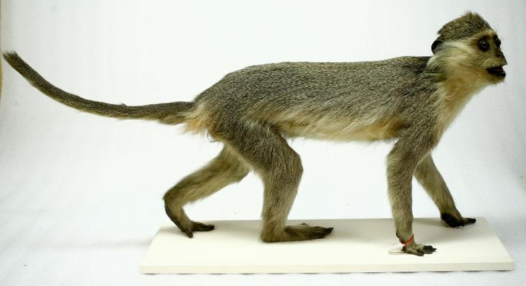 animal naturalisé : mammifère : Grivet d'Ethiopie
