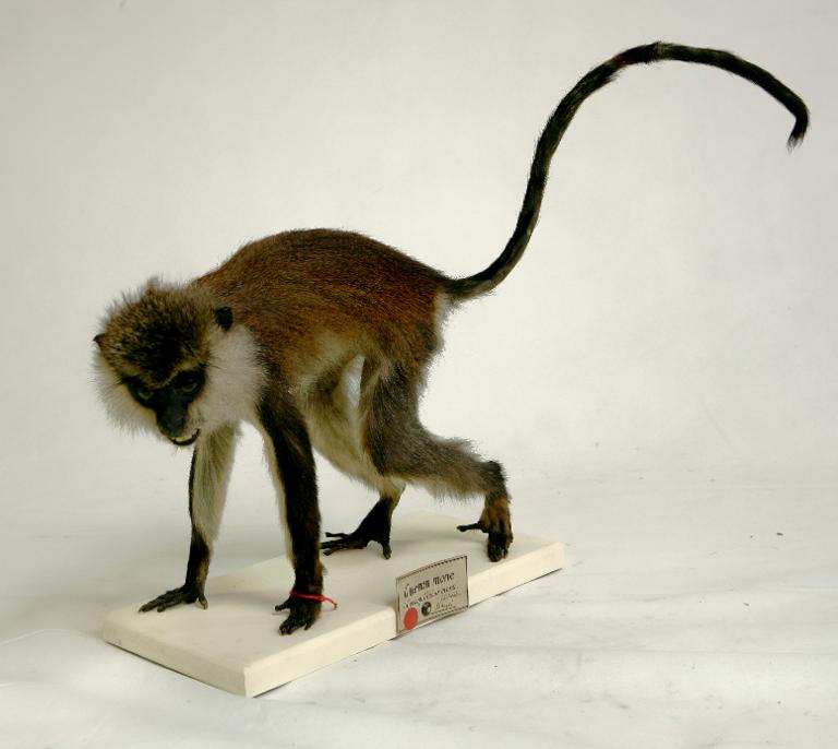 animal naturalisé : mammifère : Mone de Meyer