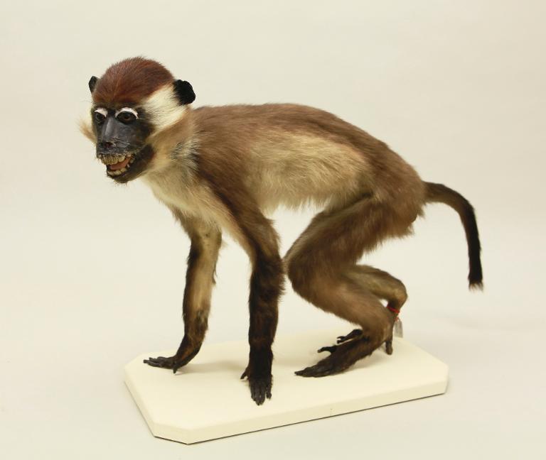 animal naturalisé : mammifère : Cercocèbe à collier blanc