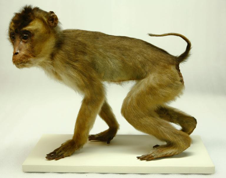 animal naturalisé : mammifère : Macaque à queue de cochon