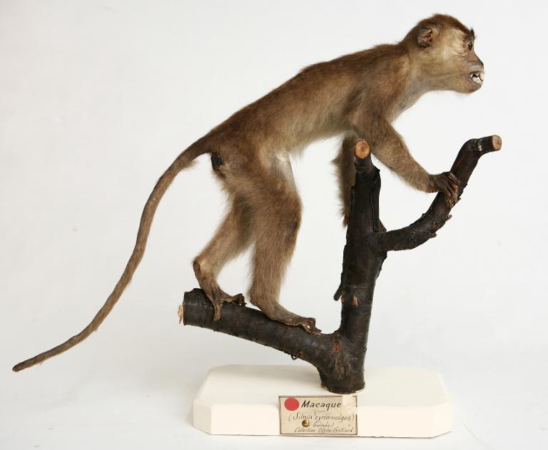 animal naturalisé : mammifère : Macaque crabier
