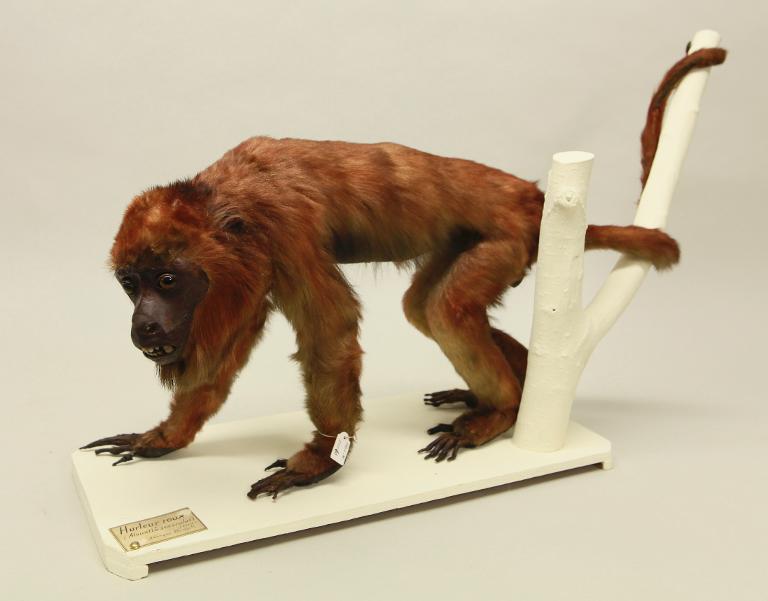 animal naturalisé : mammifère : Hurleur roux