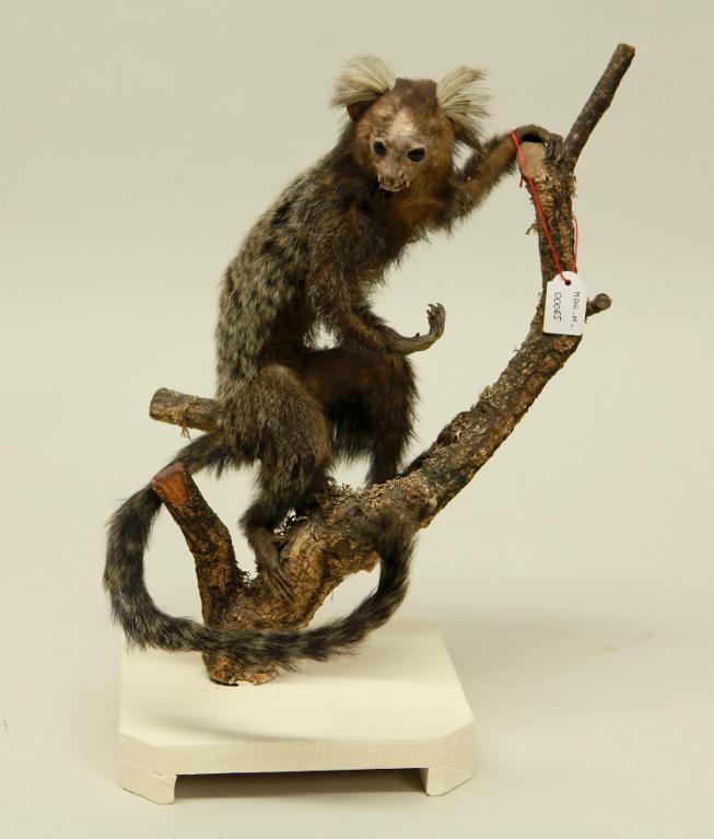 animal naturalisé : mammifère : Ouistiti à toupet blanc