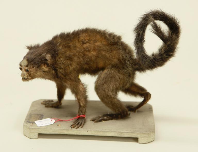 animal naturalisé : mammifère : Ouistiti à pinceaux noirs