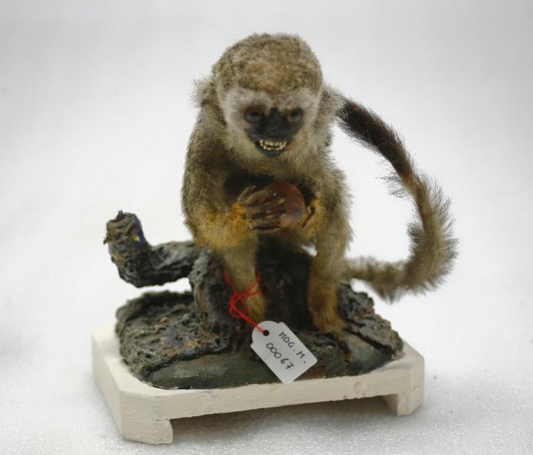 animal naturalisé : mammifère : Saimiri