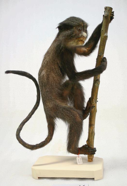 animal naturalisé : mammifère : Cercopithèque hocheur