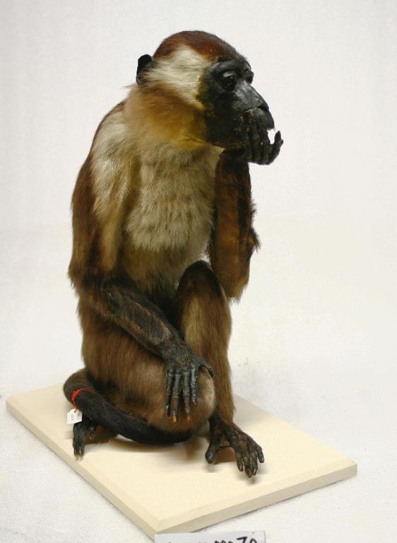 animal naturalisé : mammifère : Mangabey à collier blanc