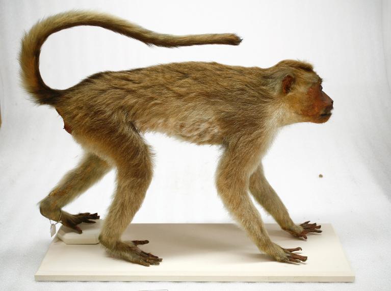 animal naturalisé : mammifère : Macaque couronné
