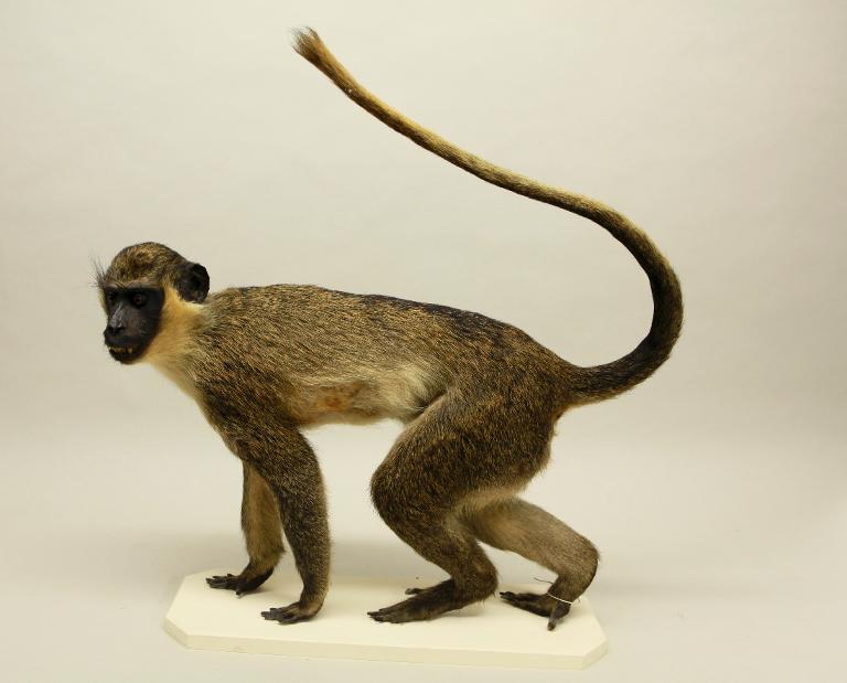animal naturalisé : mammifère : Grivet d'Ethiopie