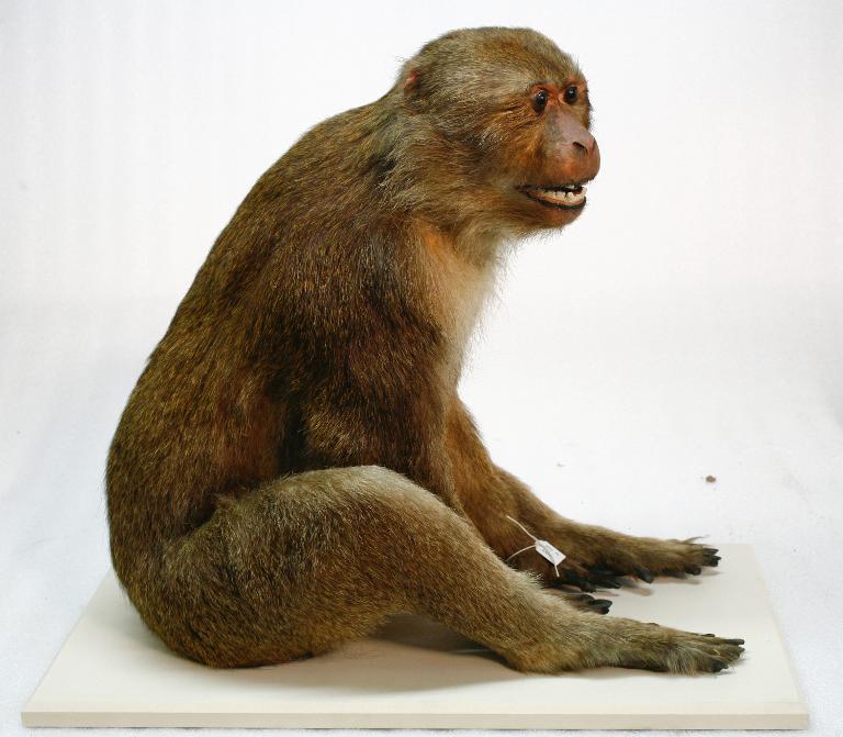 animal naturalisé : mammifère : Magot