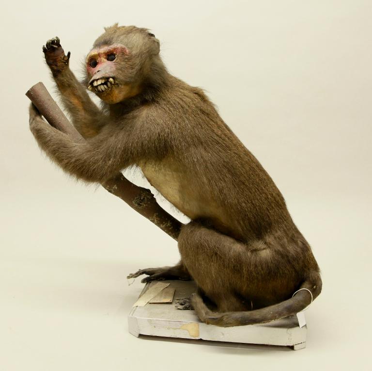 animal naturalisé : mammifère : Macaque crabier