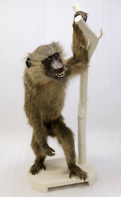animal naturalisé : mammifère : Babouin de Guinée