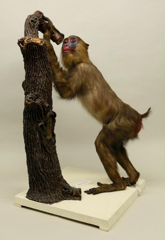 animal naturalisé : mammifère : Mandrill
