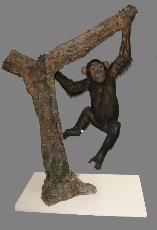animal naturalisé : mammifère : Chimpanzé