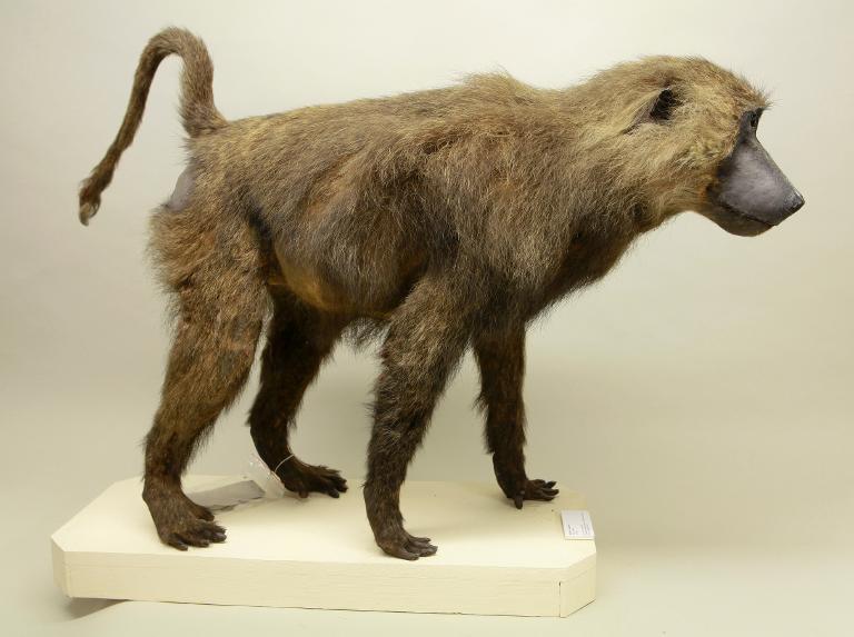 animal naturalisé : mammifère : Babouin