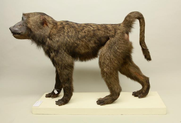 animal naturalisé : mammifère : Babouin chacma