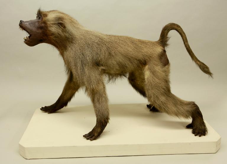 animal naturalisé : mammifère : Babouin doguera