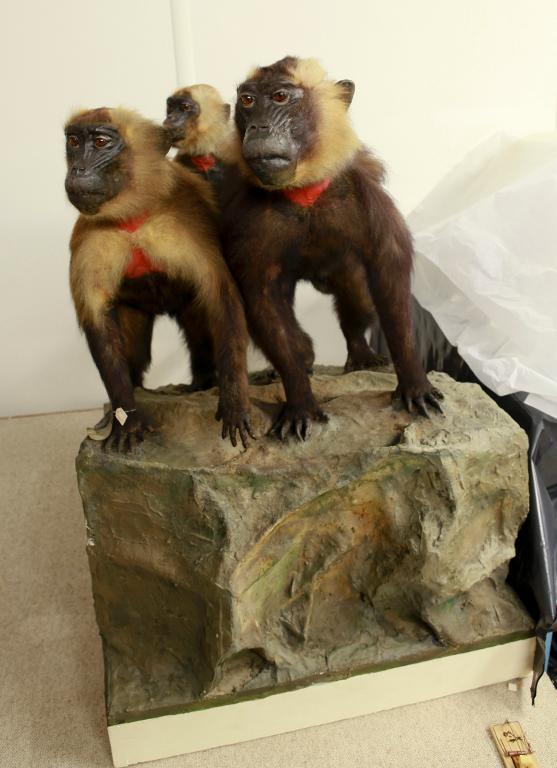 animal naturalisé : mammifère : Gélada