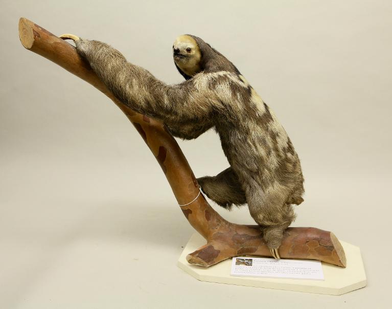 animal naturalisé : mammifère : Paresseux tridactyle