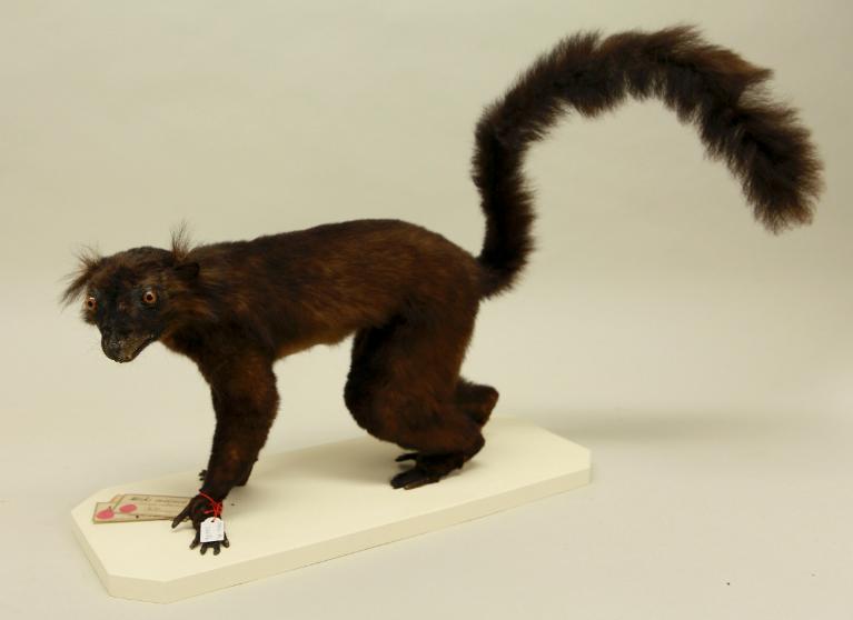 animal naturalisé : mammifère : Maki macaco