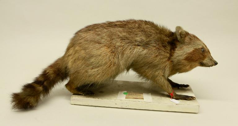 animal naturalisé : mammifère : Raton laveur