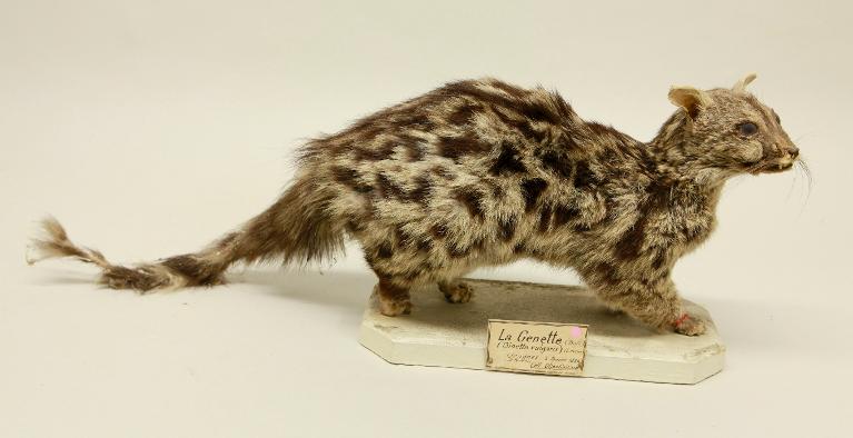 animal naturalisé : mammifère : Genette d'Europe