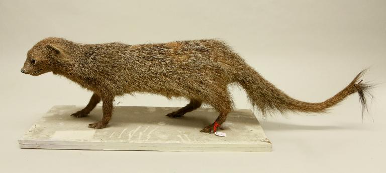 animal naturalisé : mammifère : Mangouste